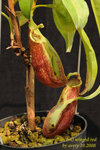 N_mirabilis_m_102008