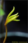 DSC_9595_nEO_IMG Oxalis flava