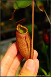 DSC_3530_nEO_IMG Nepenthes peltata