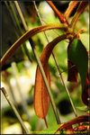 DSC_3533_nEO_IMG Nepenthes peltata