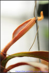 nEO_IMG_DSC_8949 Nepenthes peltata