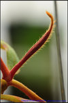 nEO_IMG_DSC_8950 Nepenthes peltata