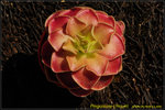 DSC_1638_nEO_IMG Pinguicula L'Hautil