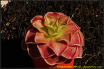 DSC_1640_nEO_IMG Pinguicula L'Hautil