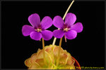 DSC_2917_nEO_IMG Pinguicula sp. L'Hautil