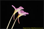 DSC_2921_nEO_IMG Pinguicula sp. L'Hautil