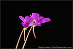 DSC_2922_nEO_IMG Pinguicula sp. L'Hautil
