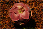 DSC_9721_nEO_IMG Pinguicula 'L'Hautil'