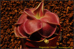 DSC_9723_nEO_IMG Pinguicula 'L'Hautil'