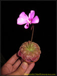 IMG_0009_nEO_IMG Pinguicula L'hautil