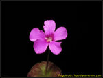 IMG_0011_nEO_IMG Pinguicula L'hautil