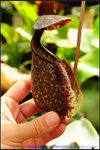 DSC_3542_nEO_IMG Nepenthes rafflesiana