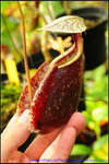 DSC_3543_nEO_IMG Nepenthes rafflesiana