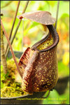 DSC_4368_nEO_IMG Nepenthes rafflesiana - Black & Squat 