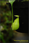 DSC_4428_nEO_IMG Nepenthes rafflesiana (g)