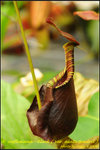 DSC_9364_nEO_IMG Nep. rafflesiana - Black ( var. alata tendril )
