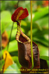 DSC_9365_nEO_IMG Nep. rafflesiana - Black ( var. alata tendril )