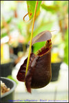 nEO_IMG_DSC_8937 Nepenthes rafflesiana - Black