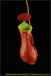 DSC_2391_nEO_IMG Nepenthes reinwartiana - Red