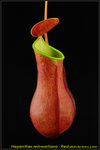 DSC_2394_nEO_IMG Nepenthes reinwartiana - Red