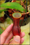 DSC_3000_nEO_IMG Nepenthes reinwardtiana - Red