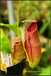 DSC_3854_nEO_IMG Nepenthes rowanae - Pink
