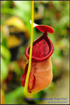 DSC_4386_nEO_IMG Nepenthes rowanae Dark Pink