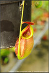 nEO_IMG_DSC_8599 rowanae var. Y
