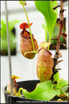 nEO_IMG_DSC_8773 Nepenthes rowanae (f)