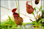 nEO_IMG_DSC_8775 Nepenthes rowanae (e)