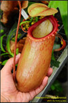 DSC_3014_nEO_IMG Nepenthes sibuyanensis 