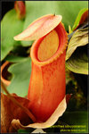 DSC_4466_nEO_IMG Nepenthes sibuyanensis