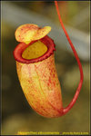 DSC_9643_nEO_IMG Nepenthes sibuyanensis