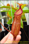 DSC_3008_nEO_IMG Nepenthes sibuyanensis x ramispina