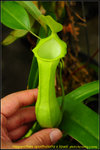nEO_IMG_DSC_8896 Nepenthes spathulata x lowii