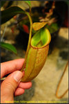 DSC_2865_nEO_IMG Nepenthes talangensis x veitchii