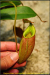 DSC_2866_nEO_IMG Nepenthes talangensis x veitchii