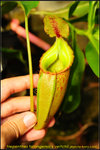 DSC_3526_nEO_IMG Nepenthes talangensis x veitchii
