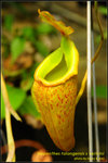 DSC_4300_nEO_IMG Nepenthes talangensis x veitchii