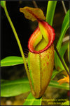 DSC_4301_nEO_IMG Nepenthes talangensis x veitchii