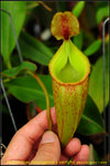 nEO_IMG_DSC_8901 Nepenthes talangensis x veitchii
