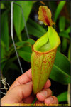 nEO_IMG_DSC_8902 Nepenthes talangensis x veitchii