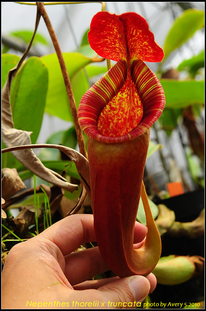 Nepenthes Thorelii X Truncata 4 Photo Sharing Network