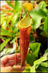 DSC_3525_nEO_IMG N. ( thorelii x Tiveyi ) x campanulata