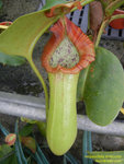 DSCN0788_nEO_IMG Nepenthes truncata
