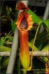 DSC_3827_nEO_IMG Nepenthes truncata - Pasian