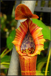 DSC_3829_nEO_IMG Nepenthes truncata - Pasian