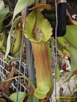 P1010135_nEO_IMG Nepenthes truncata