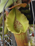 P1010136_nEO_IMG Nepenthes truncata