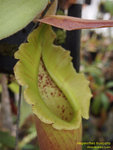 P1010137_nEO_IMG Nepenthes truncata